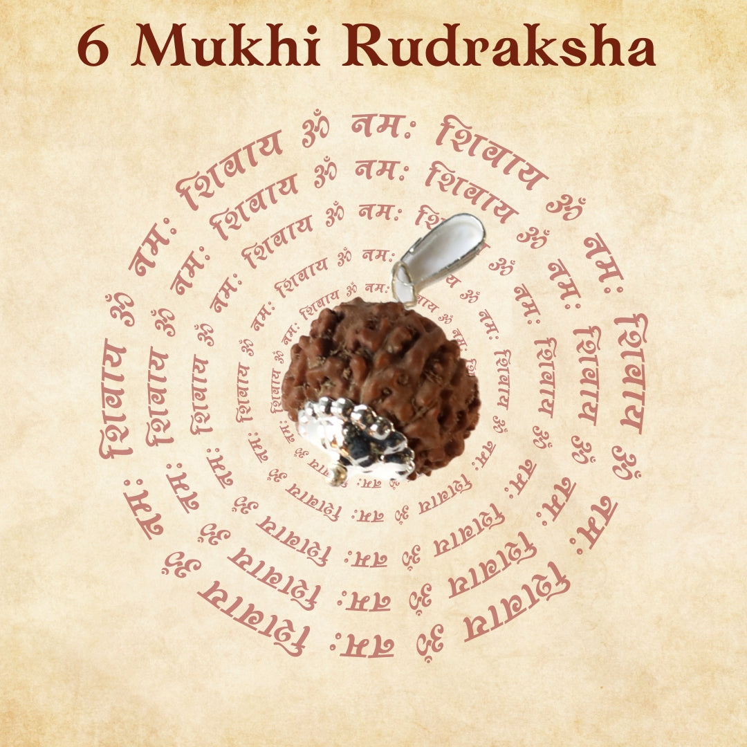 6 Mukhi Rudraksha For Goddess Lakshmi & Venus Planet