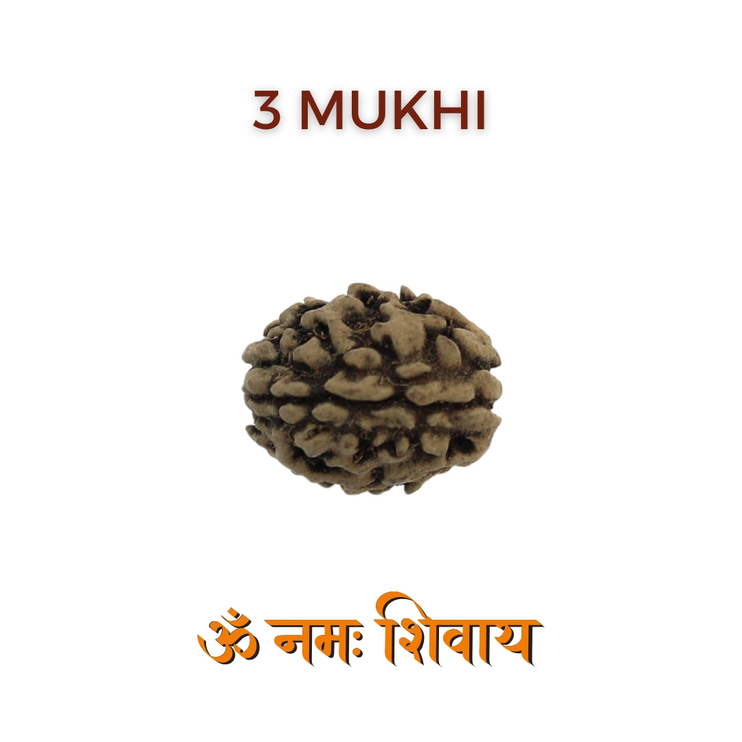 3 Mukhi Rudraksha For Mars