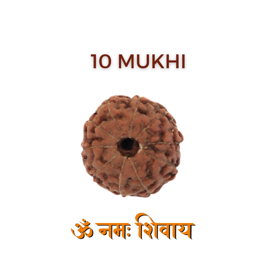 10 Mukhi Rudraksha – Ten Face Rudraksha