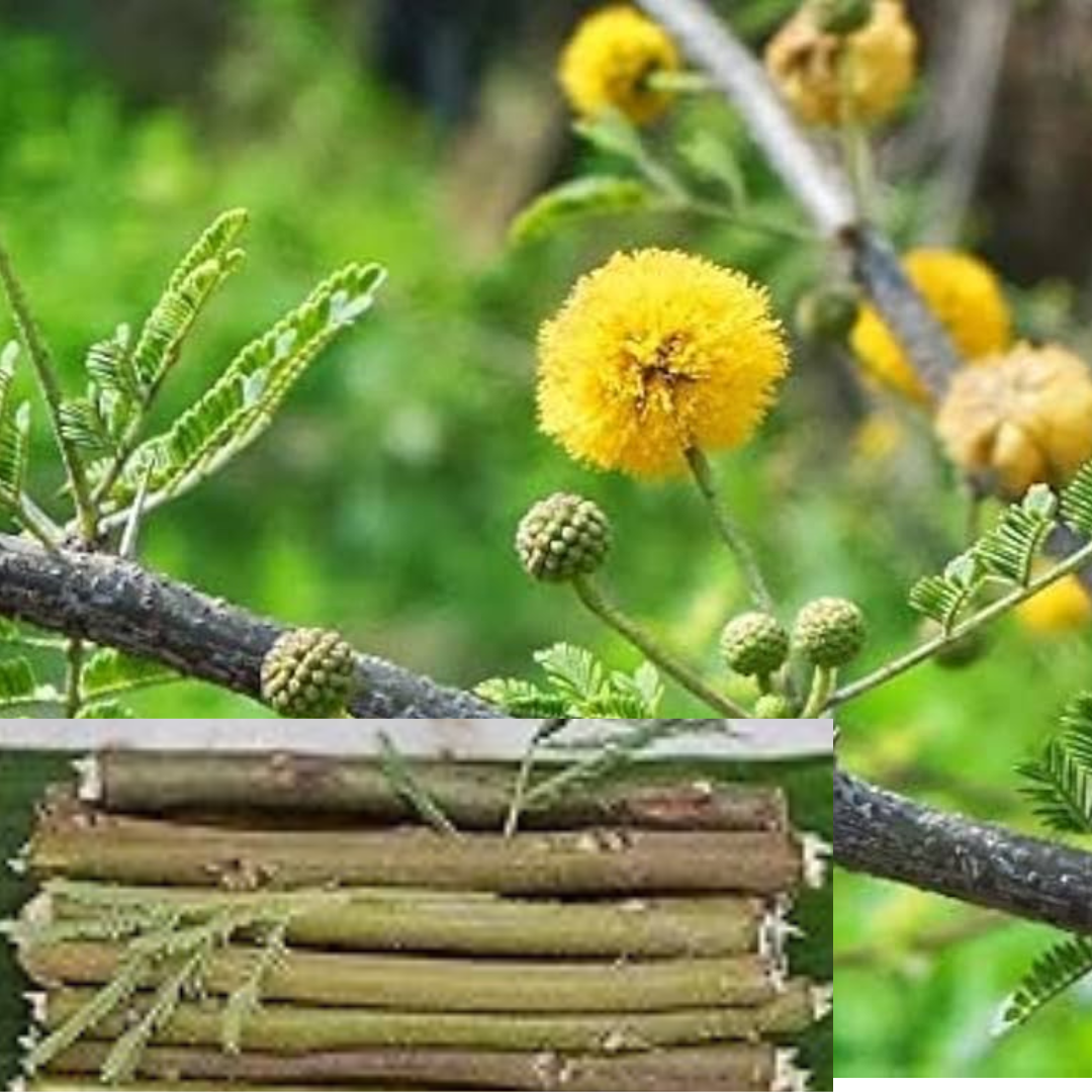 Datun – Neem & Babul | Ancient Ayurvedic Oral Care 10-10 Pieces Each