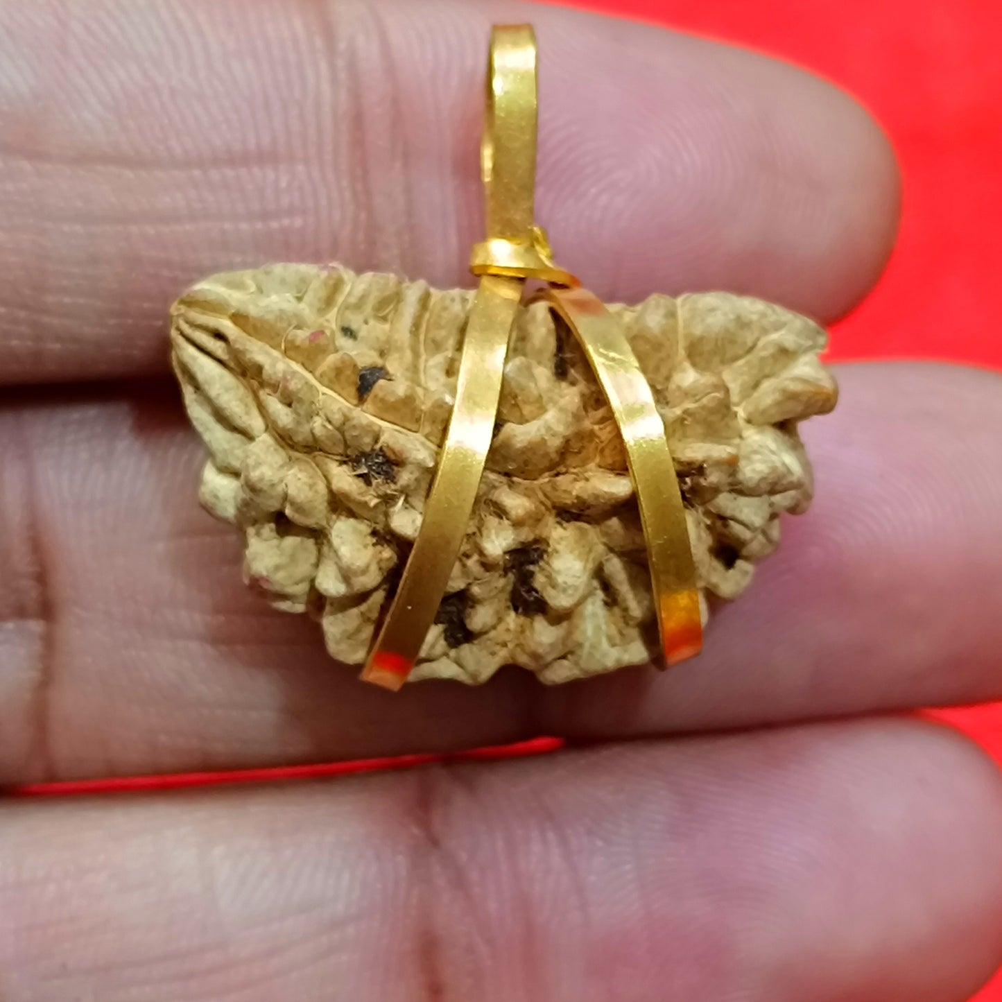 1 Mukhi Rudraksha For Sun Planet