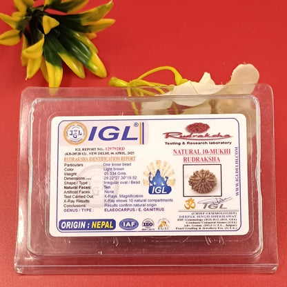 10 Mukhi Rudraksha – Ten Face Rudraksha - 30mm Collection Size