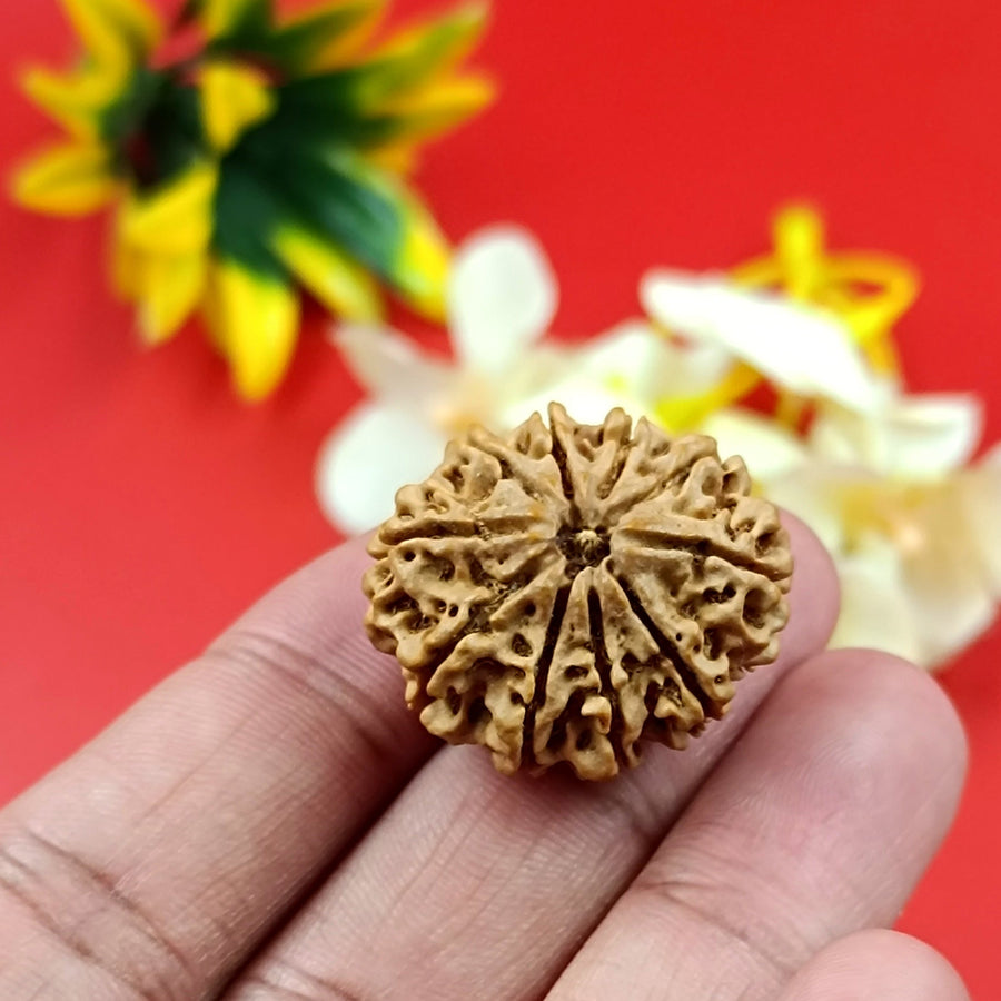 10 Mukhi Rudraksha – Ten Face Rudraksha - 19mm