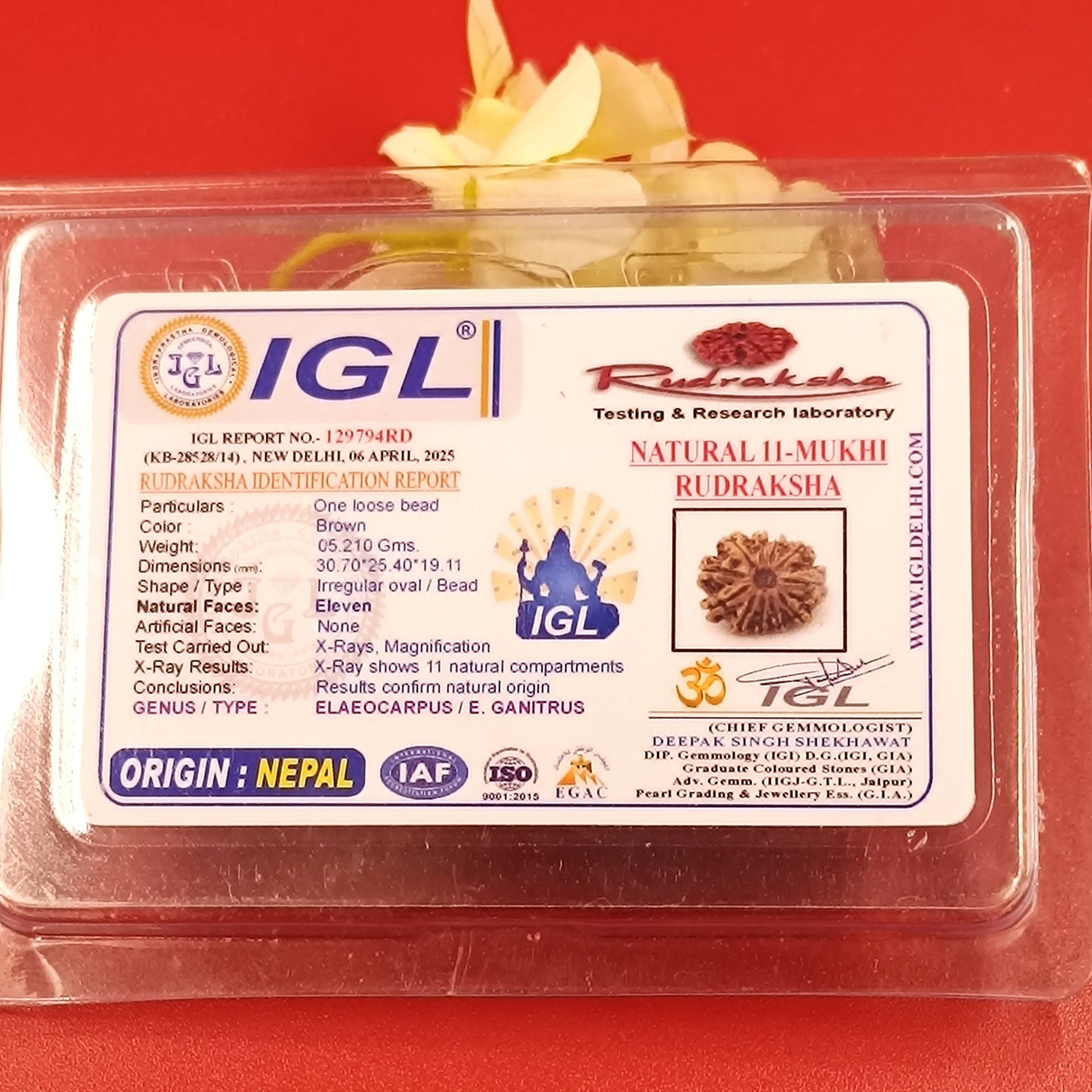 11 Mukhi Rudraksha – 11 Face Nepali Rudraksha - 30 mm size