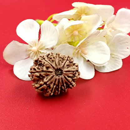 11 Mukhi Rudraksha – 11 Face Nepali Rudraksha - 30 mm size