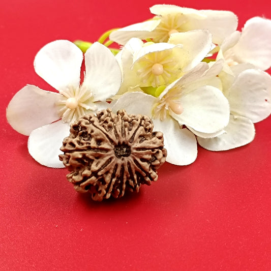 11 Mukhi Rudraksha – 11 Face Nepali Rudraksha - 30 mm size