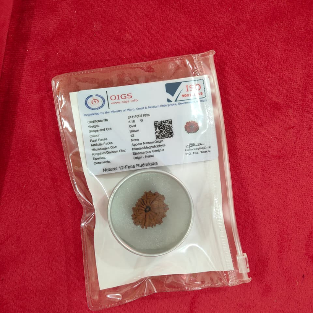 Natural 12 Mukhi Rudraksha 23-24 mm Size