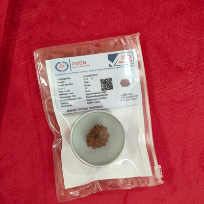 Natural 12 Mukhi Rudraksha 23-24 mm Size