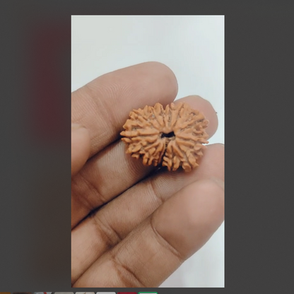 Natural 12 Mukhi Rudraksha 23-24 mm Size