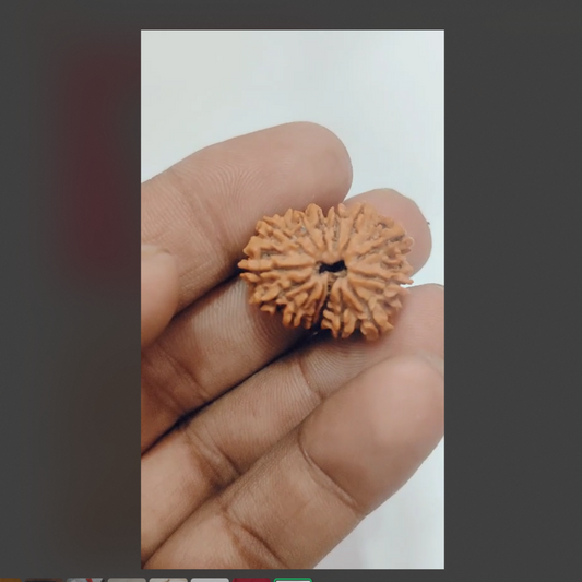 Natural 12 Mukhi Rudraksha 23-24 mm Size