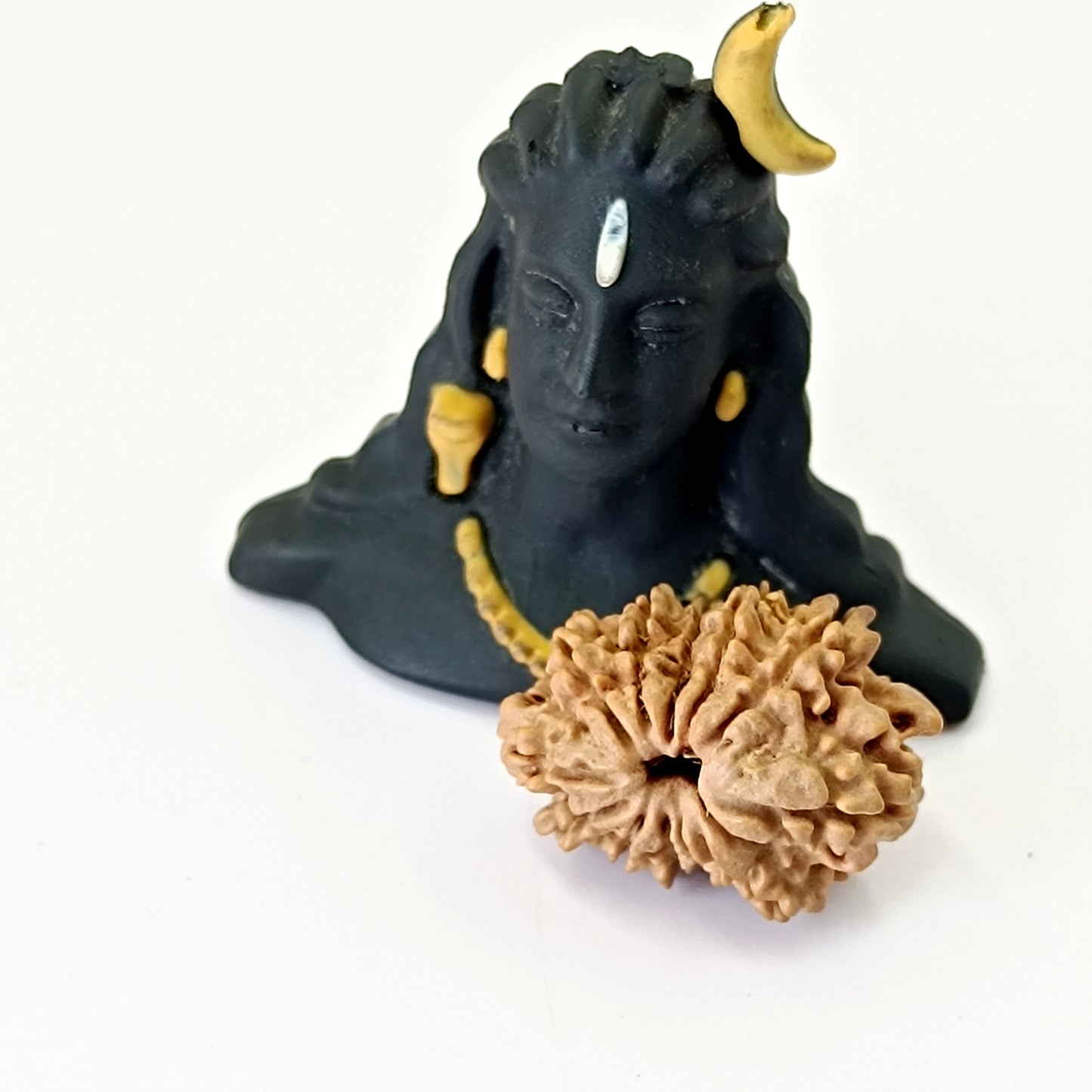 12 Mukhi Rudraksha 22mm - Nepali Rudraksha