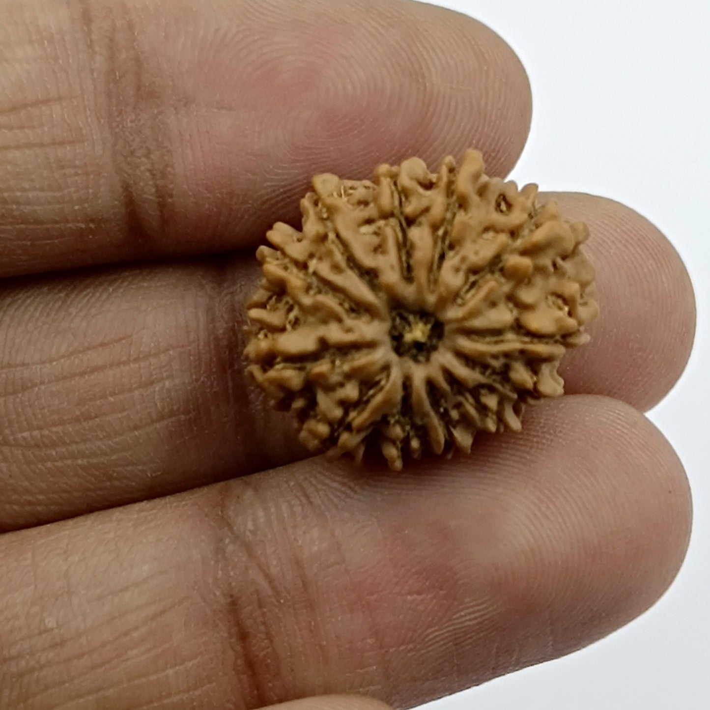 12 Mukhi Rudraksha 22mm - Nepali Rudraksha