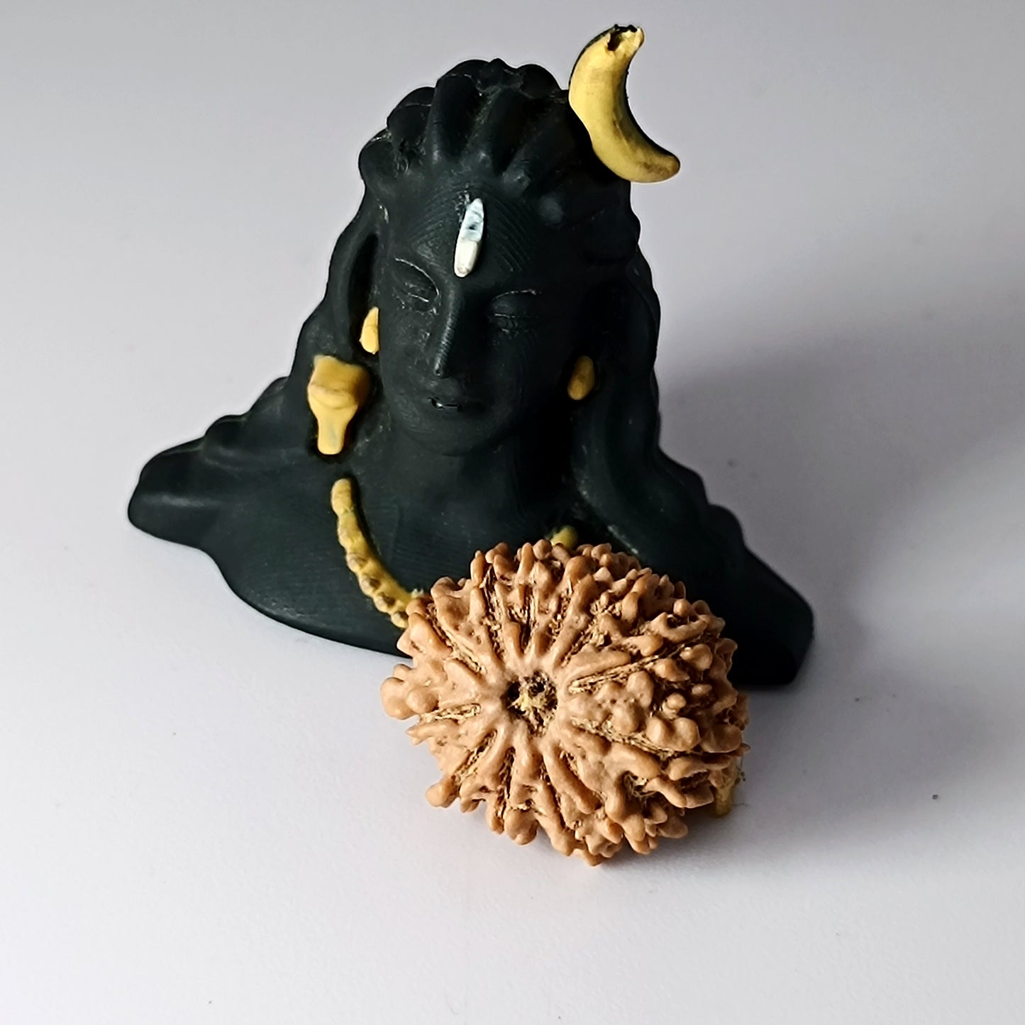 12 Mukhi Rudraksha 22mm - Nepali Rudraksha