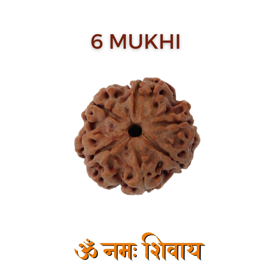 6 Mukhi Rudraksha For Goddess Lakshmi & Venus Planet