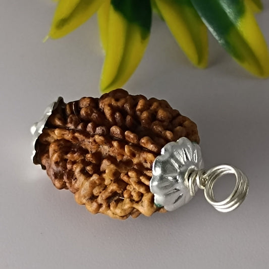2 Mukhi Rudraksha For Moon Planet