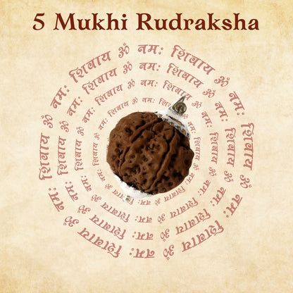 5 Mukhi Rudraksha