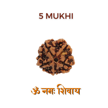 5 Mukhi Rudraksha