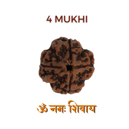 4 Mukhi Rudraksha For Mercury Planet