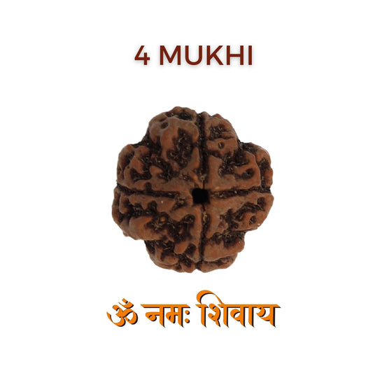 4 Mukhi Rudraksha For Mercury Planet