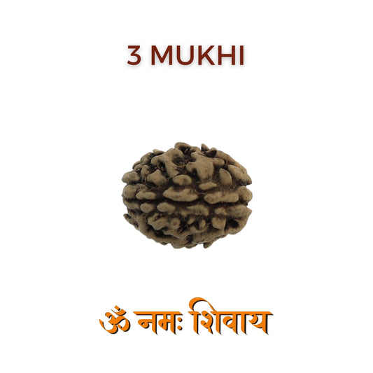 3 Mukhi Rudraksha For Mars