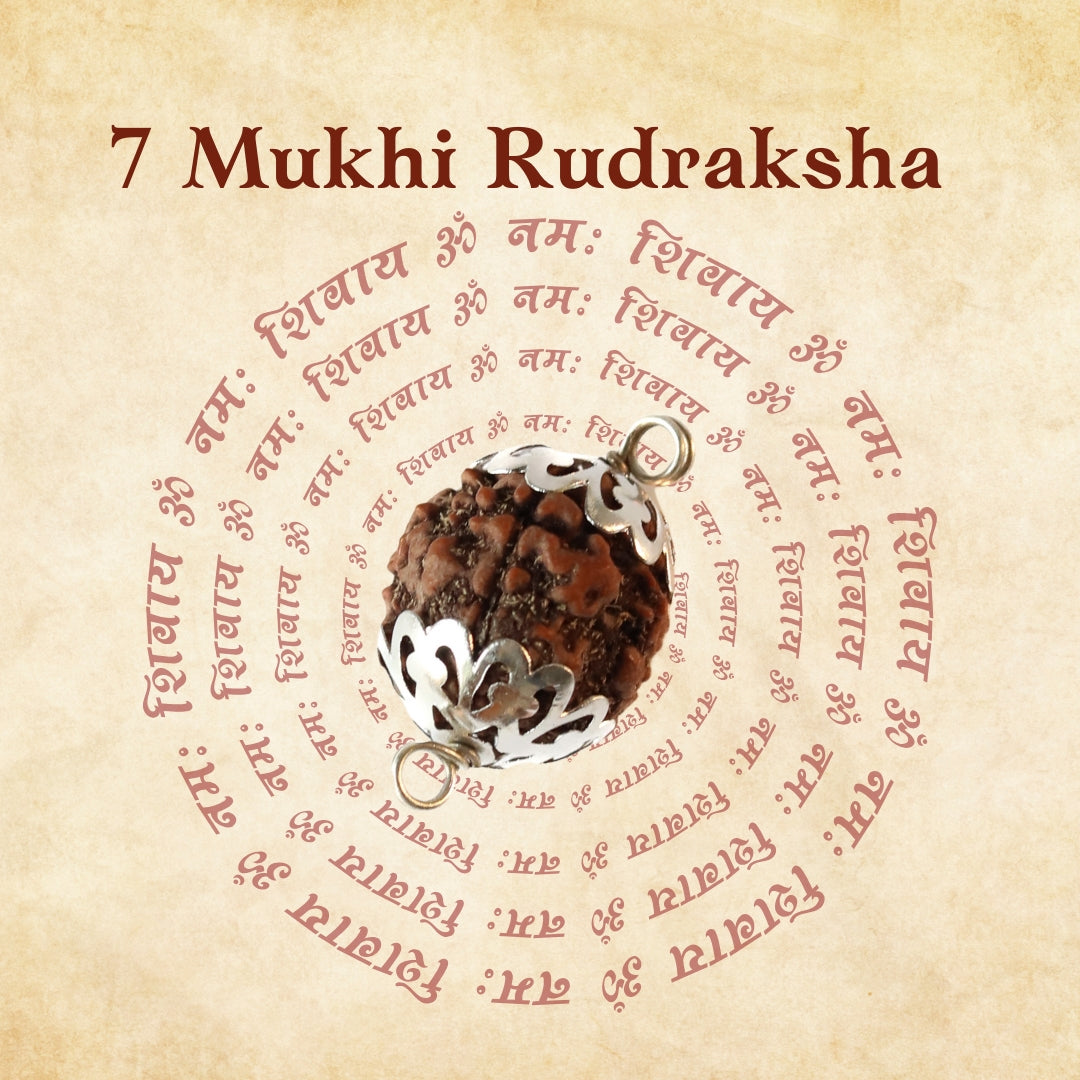 7 Mukhi Rudraksha For Saturn & Goddess Lakshmi