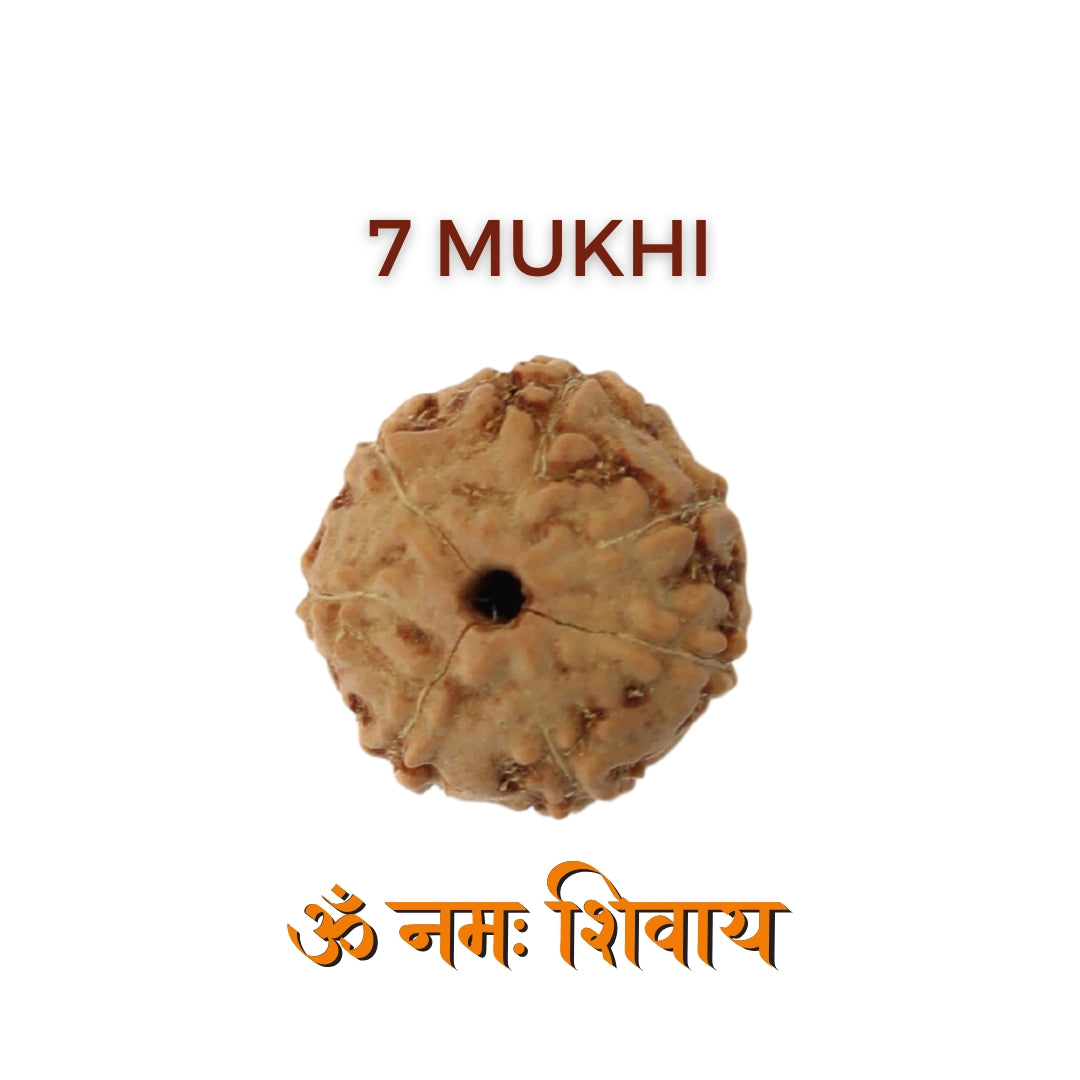 7 Mukhi Rudraksha For Saturn & Goddess Lakshmi