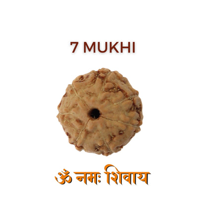 7 Mukhi Rudraksha For Saturn & Goddess Lakshmi