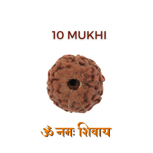 10 Mukhi Rudraksha – Ten Face Rudraksha