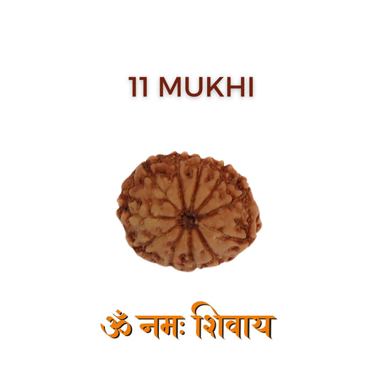 11 Mukhi Rudraksha – 11 Face Nepali Rudraksha