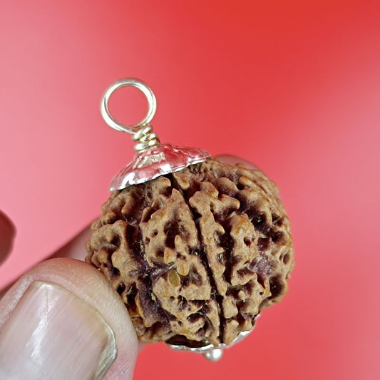 5 Mukhi Rudraksha