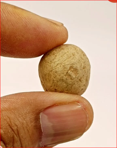 Hand holding a small brown spherical object against a plain background