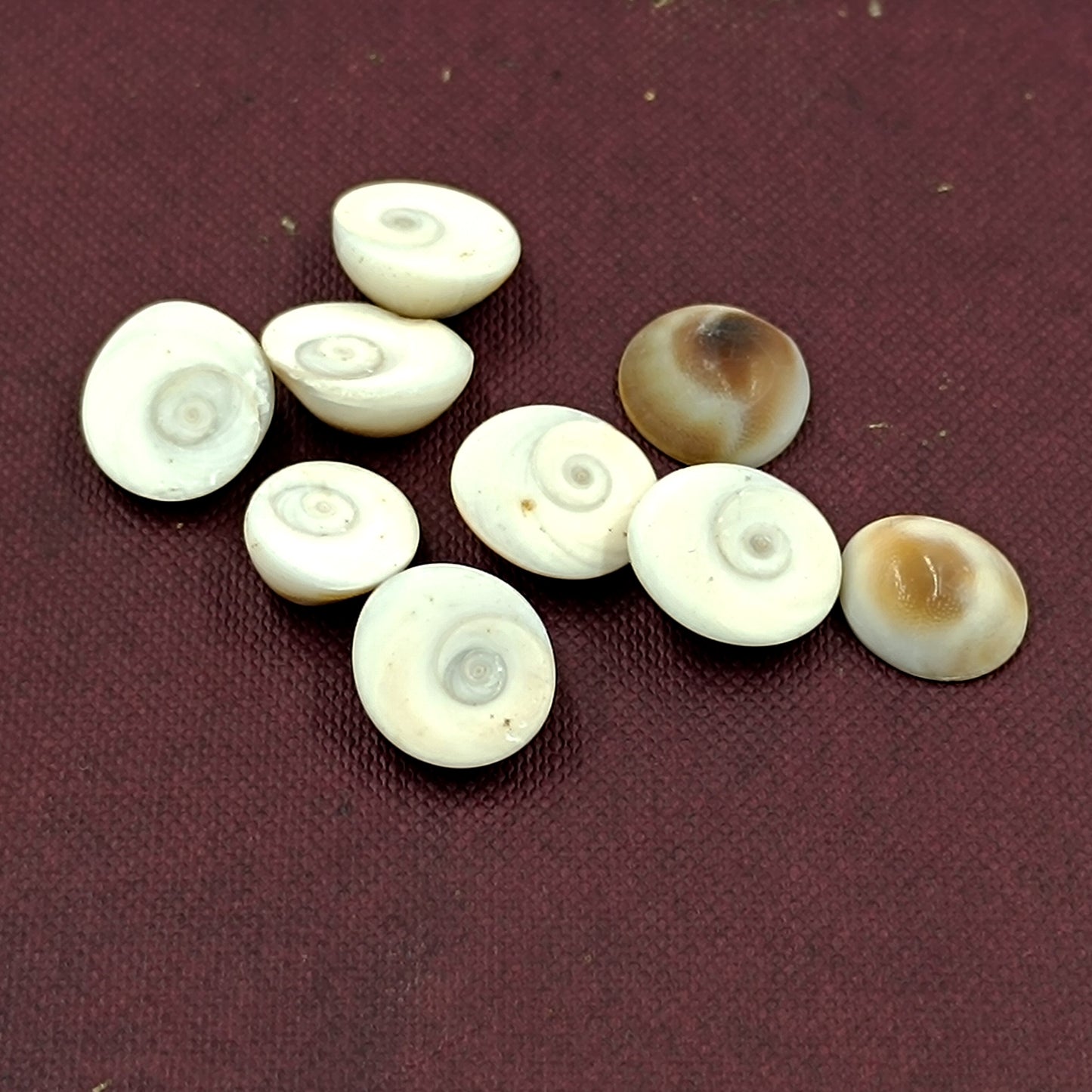 Gomti Chakra - Abhimantrit 9 Piece Set