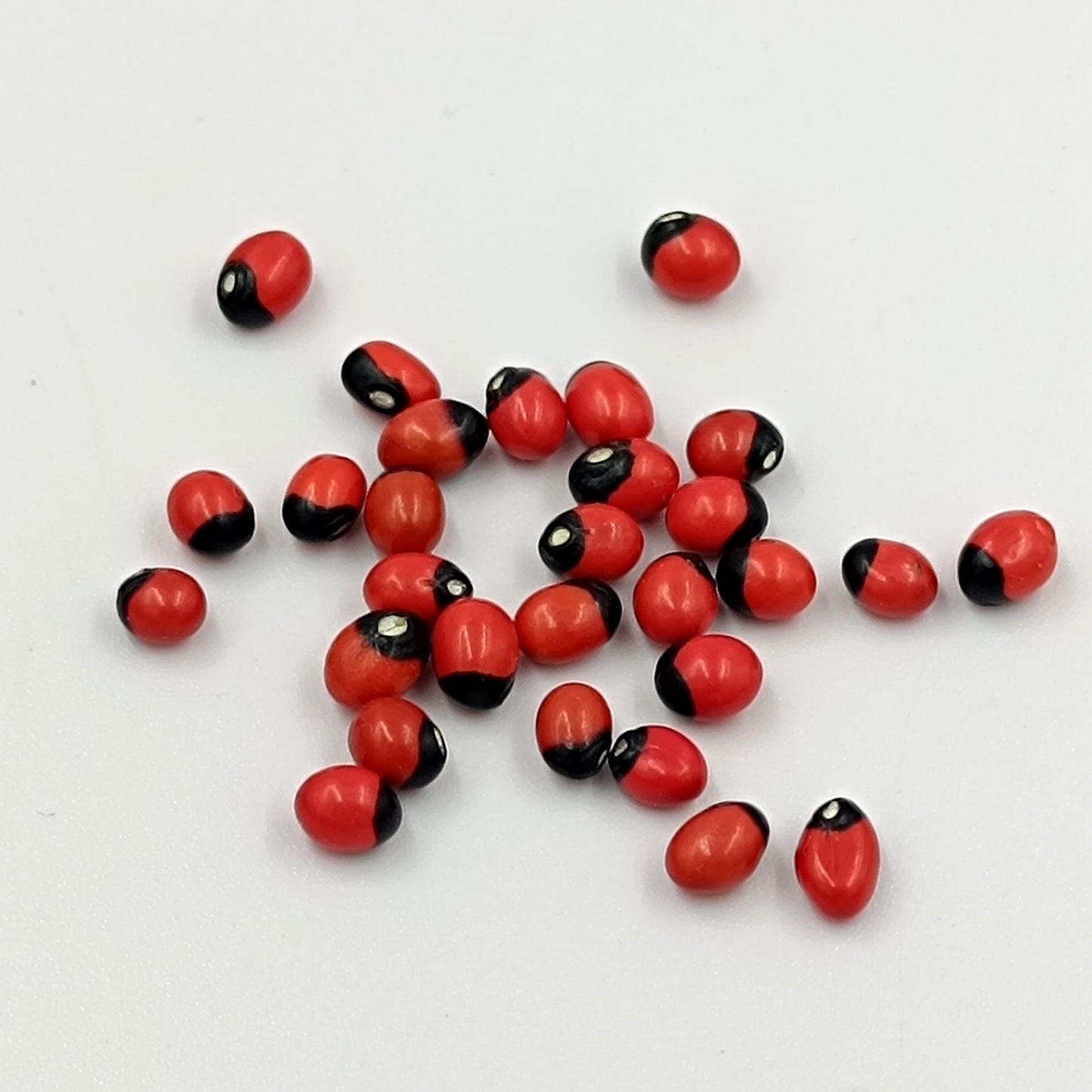 Lal Gunja - Lal Ratti - Chirmi Seeds -  Abhimantrit 21 Piece Set