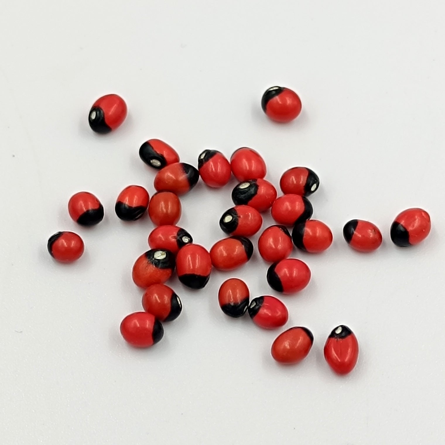 Lal Gunja - Lal Ratti - Chirmi Seeds -  Abhimantrit 21 Piece Set