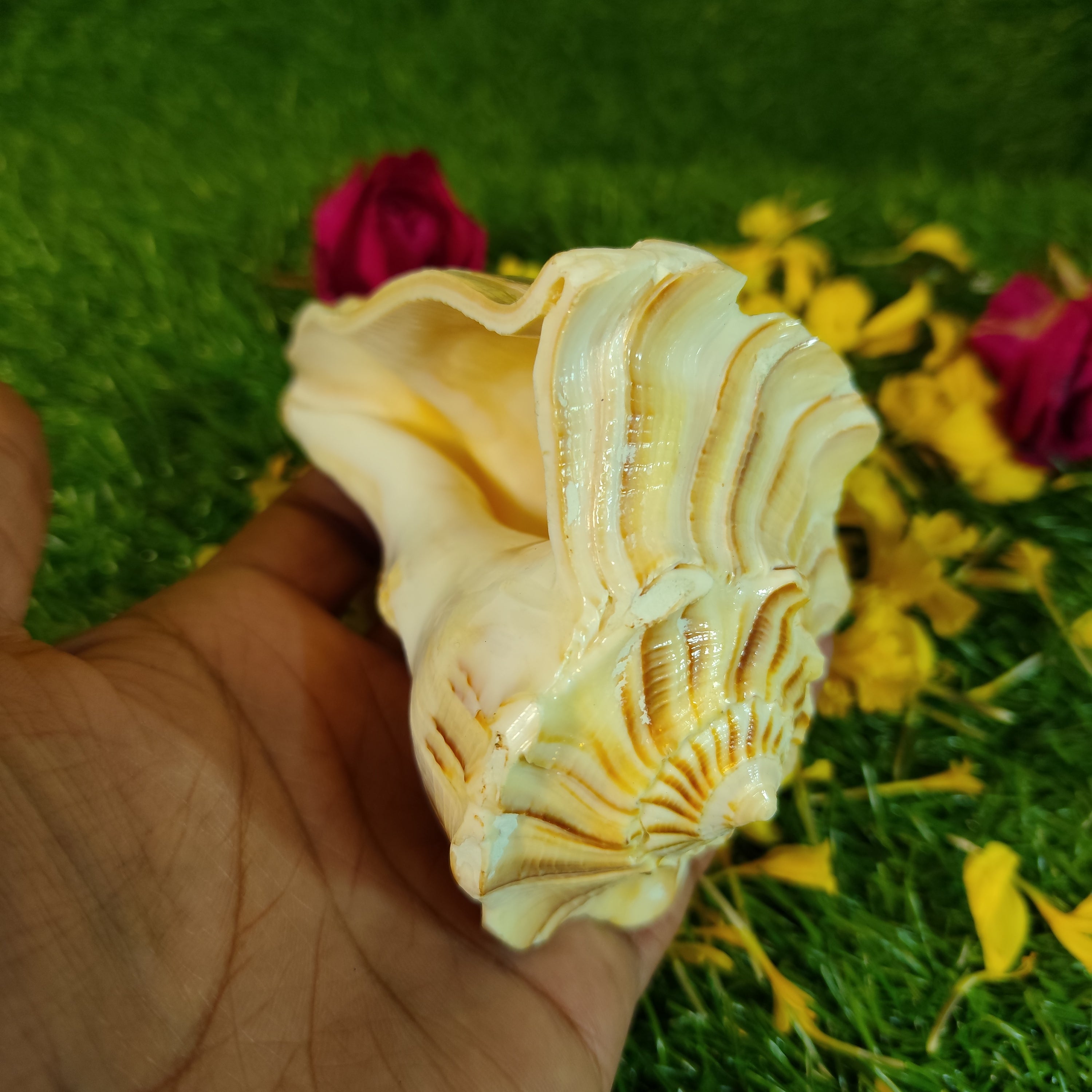 Dakshinavarti Shankh For Daily Puja - 5 Inches