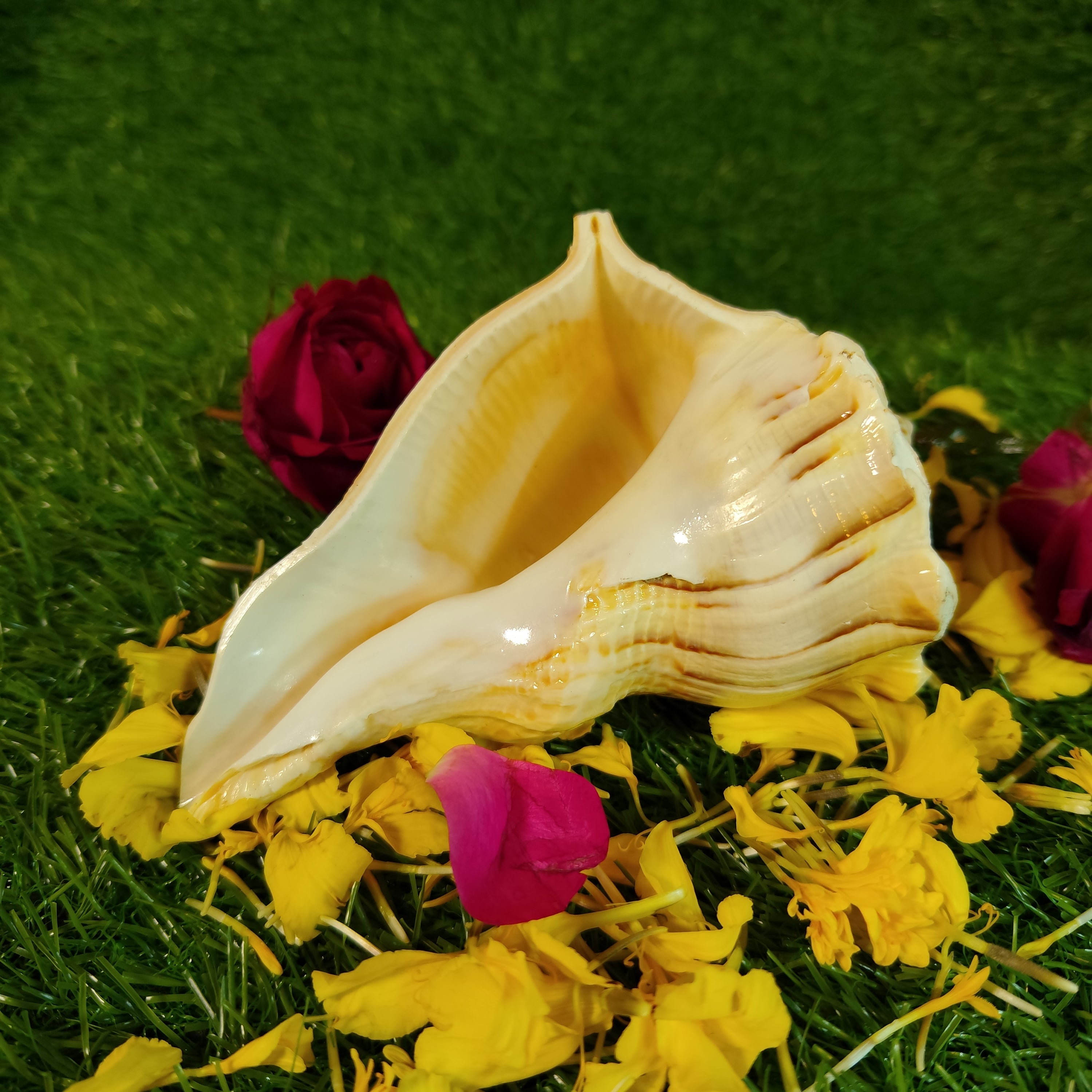 Dakshinavarti Shankh For Daily Puja - 5 Inches