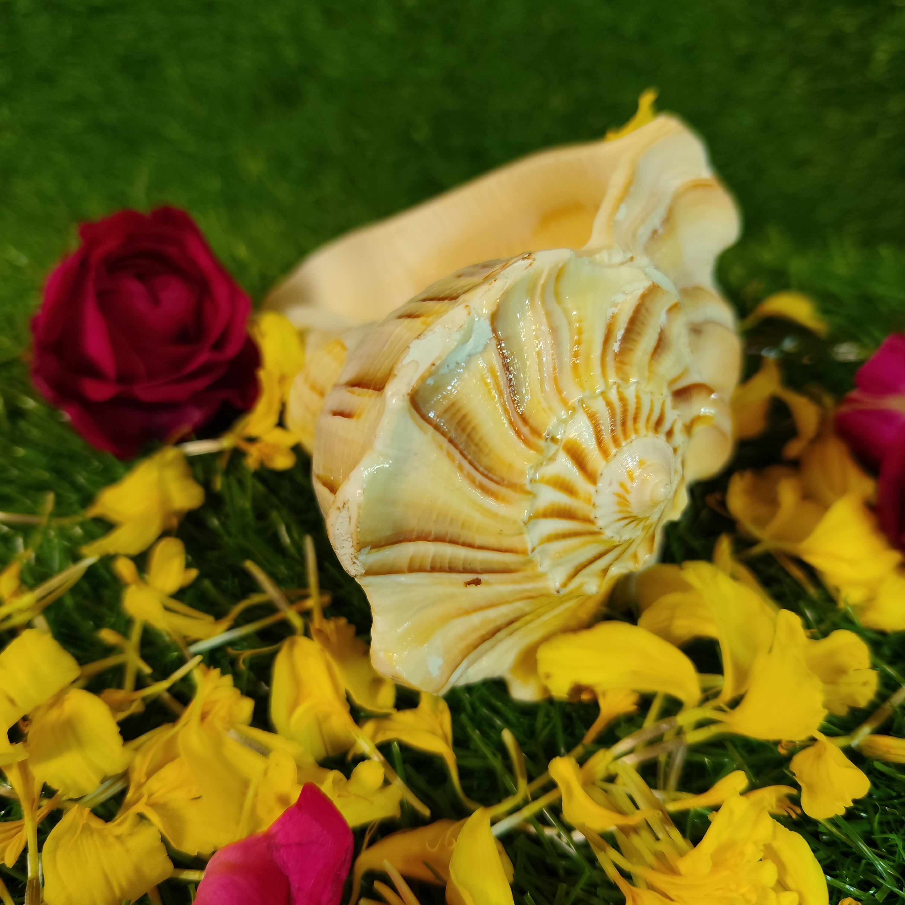 Dakshinavarti Shankh For Daily Puja - 5 Inches