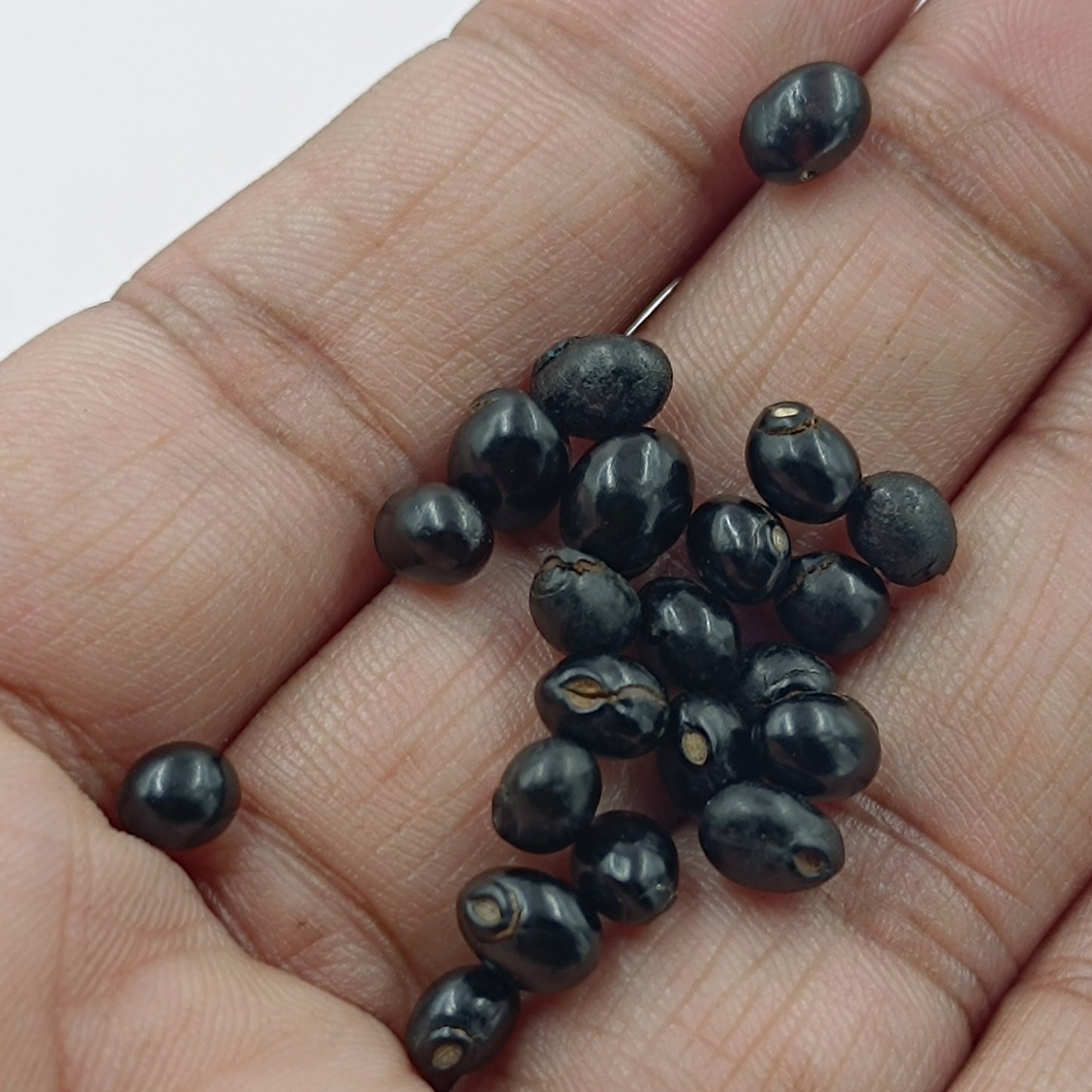 Black Gunja - Kali Gunja - Energized 21 Piece Set
