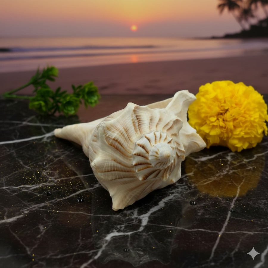 Dakshinavarti Shankh For Daily Puja - 5 Inches