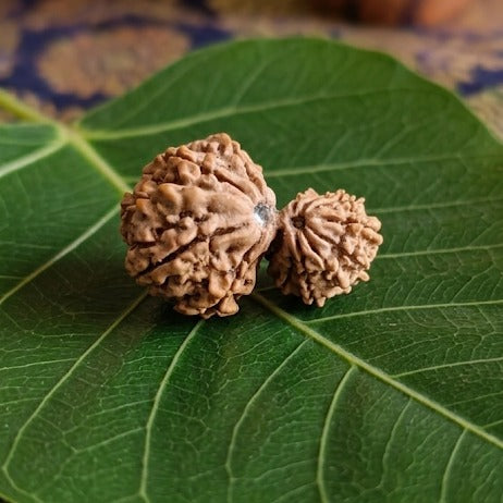 Garbh Gouri Rudraksha 27mm Size - Energized