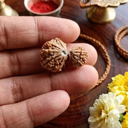 Garbh Gouri Rudraksha 27mm Size - Energized