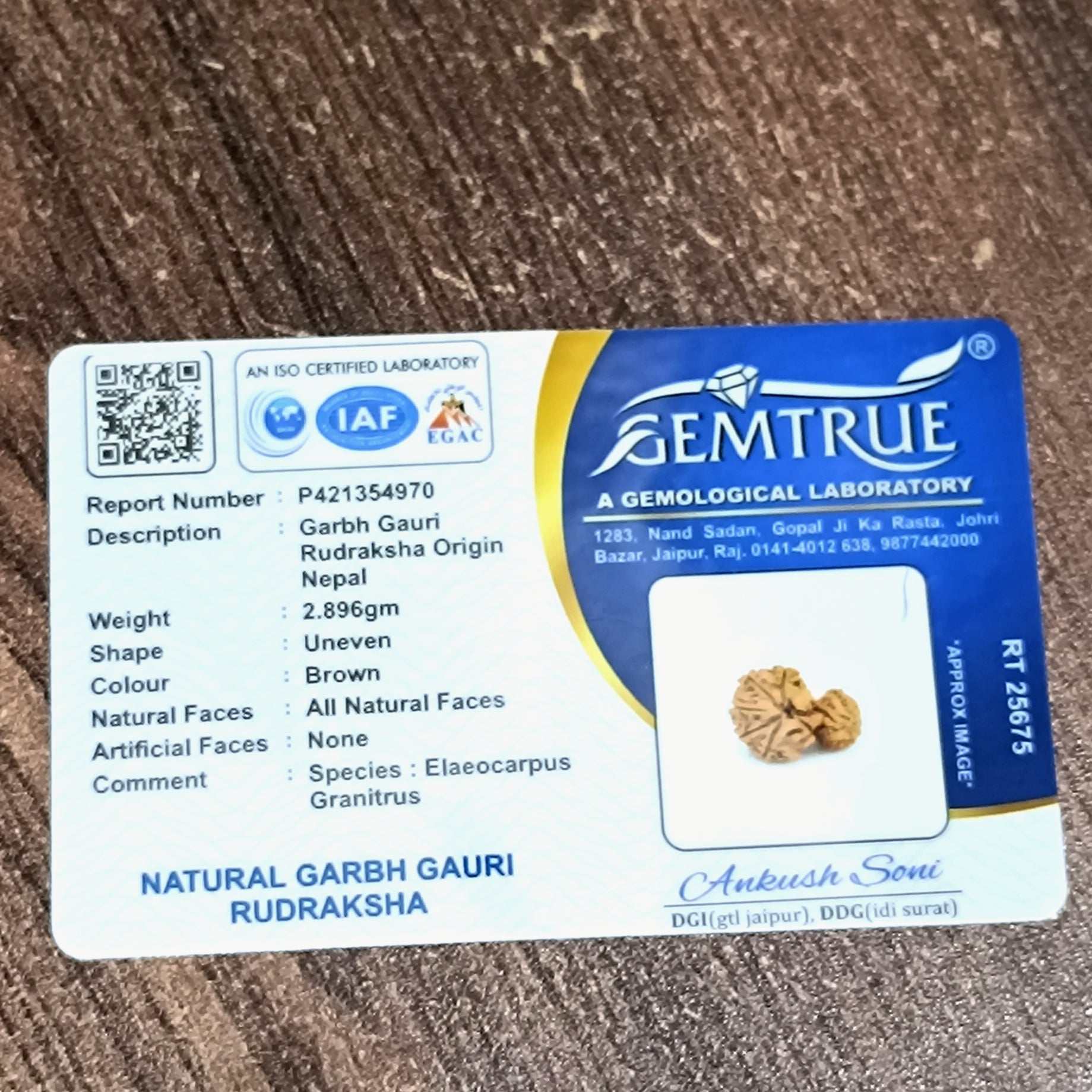 Garbh Gouri Rudraksha 27mm Size - Energized