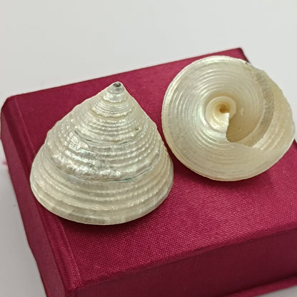 Moti Shankh - Pearl Conch - 2 Piece Set