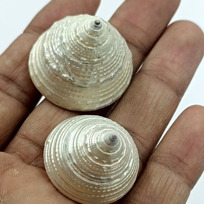 Moti Shankh - Pearl Conch - 2 Piece Set