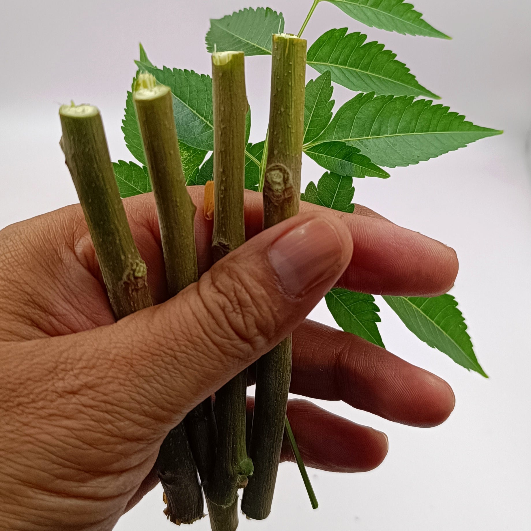 Datun – Neem &  Babul | Ancient Ayurvedic Oral Care 10-10 Pieces Each