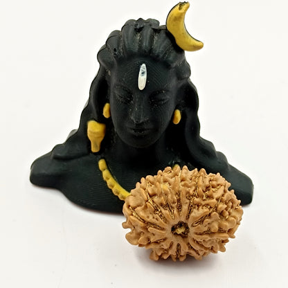 12 Mukhi Rudraksha 22mm - Nepali Rudraksha