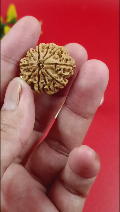 10 Mukhi Rudraksha – Ten Face Rudraksha - 30mm Collection Size