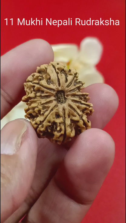 11 Mukhi Rudraksha – 11 Face Nepali Rudraksha - 30 mm size