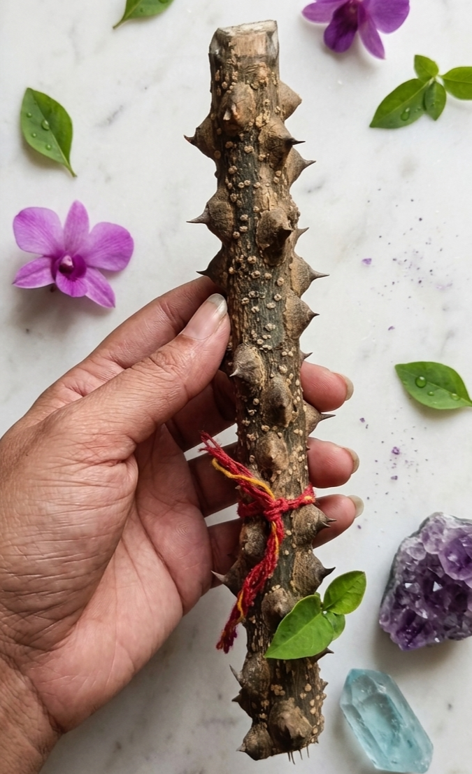 Timru Stick For Evil Eye Protection - 1 Piece Abhimantrit 7 Inches - Uttrakhand Sacred Stick